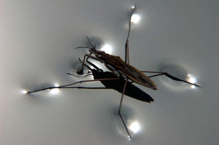 Beetle on water macro detailの写真素材