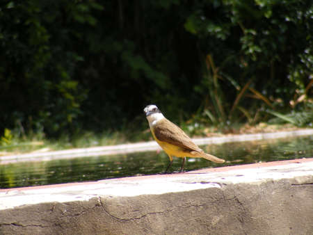 A bird standing at the edge of a pond with water, watching you with a curious and inquisitive look の写真素材