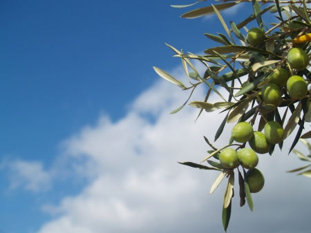 Green olives on a branch. Clear blue sky background. の写真素材