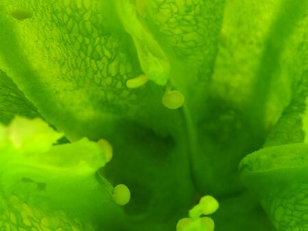 ABSTRACT BACKGROUND WITH GREEN PEPPER INNER VIEW  Abstract background created with an inner view of...