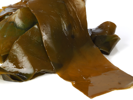 Kombu Kelp - Alga Kombu  Kombu kelp is a large brown algae seaweed. Binomial name: Laminaria...