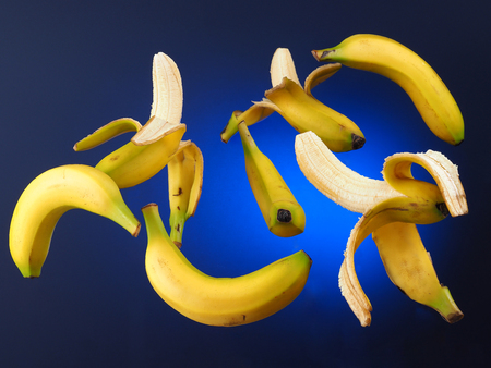 BANANA â PLATANO Bananas suspended in the air. Blue gradient background.の写真素材