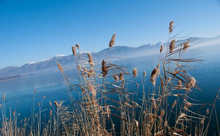 The reed on the winter lakeの写真素材