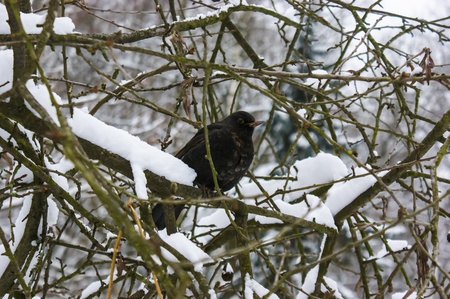 one black bird is sitting on the branchの写真素材