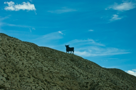 the spanish bulls are everywhereの写真素材