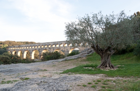 The scenic view with an old olive tree and Pont du Gard on the background の写真素材