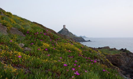 The evening view on Sanguinaires islands with beautiful flowers of Parata cape, Corsicaの写真素材