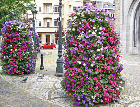 The flowers of surfinia often decorate the streets of european cities, it's undemanding  and nice looking plant, Brussels, Belgium.の写真素材