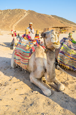 HURGHADA, EGYPT - OCTOBER 5, 2014: The camel rests and chews and the cameleer welcomes arriving tourists to take a camel ride, on October 5 in Hurghada.のeditorial素材