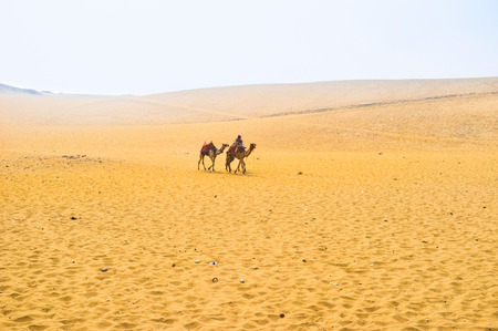 The camels walks in desert next to the Pyramids of Giza, Egypt.の写真素材