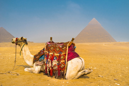 The camel sits on the sand with the Pyramids on background, Egypt.の写真素材