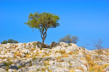 The lonely tree among the white rocks in the archaeological site of Mycenae, Greece.の写真素材