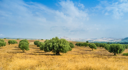 The scenic olive orchards in the northern part of Tunisia.の写真素材