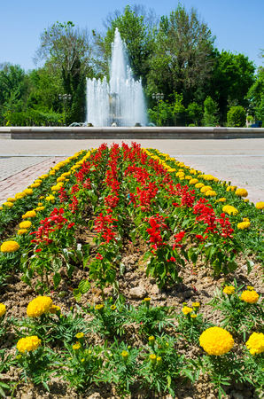 The beautiful flower bed of yellow marigolds and red salvias with the fountain on the background, Tashkent, Uzbekistan.の写真素材