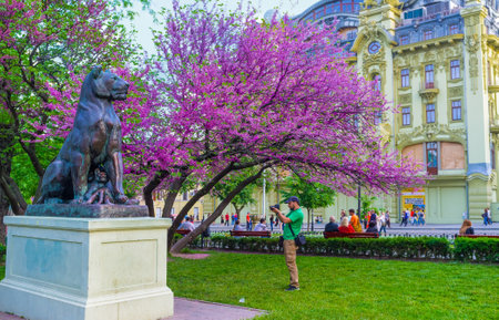ODESSA, UKRAINE - MAY 17, 2015: The beautiful flowering cersis tree in City Garden attracts locals and tourists, on May 17 in Odessa.のeditorial素材