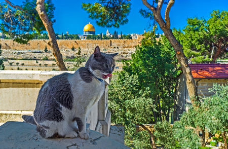 The fat puss is licking side of his face, sitting on the porch of the Russian Church with the medieval walls of Jerusalem and golden cupola of Dome of the Rock on the background, Israel.の写真素材