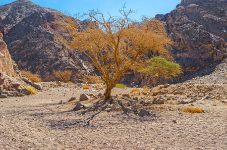 The scenic camel thorn trees - Acacia erioloba in valley of Eilat mountains, Israel.のeditorial素材