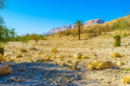 The dry soil of Judean desert with the poor vegetation next to Ein Gedi Nature Reserve, Israel.の写真素材