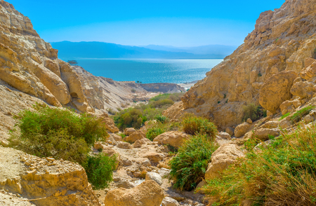The green oasis in gorge among the Judean desert with the Dead Sea on background, Israel.の写真素材