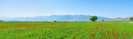 The green field with scattered bright poppies and huge mountain range on the background, Samarkand suburb, Uzbekistan.の写真素材