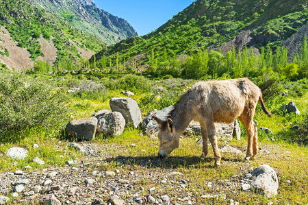 The donkey grazes in the rocky Zarmas gorge of Gissar Range in Pamir-Alay, Qashqadaryo Region, Uzbekistan.の写真素材