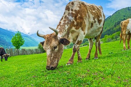 The grazing spotted cow on the mountain slope in Mestia, Upper Svaneti, Georgia.
