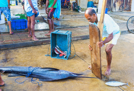 HIKKADUWA, SRI LANKA - DECEMBER 5, 2016: The large marlin on the floor of the fish market, on December 5 in Hikkaduwa.のeditorial素材