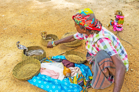 ANURADHAPURA, SRI LANKA - NOVEMBER 26, 2016: The snake charmer play with his cobras in Mahamevnawa Park, on November 26 in Anuradhapura.のeditorial素材