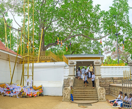 ANURADHAPURA, SRI LANKA - NOVEMBER 26, 2016: The heavy branches of Bodhi Tree proped up with golden support construcions, on November 26 in Anuradhapura.のeditorial素材