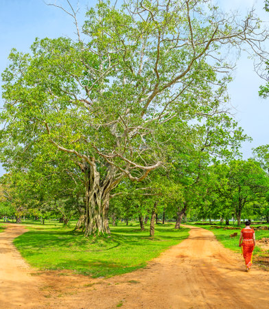 The lush tropic garden of Jetavana Vihara with interesting plants and numerous archaeological objects, Anuradhapura, Sri Lanka.のeditorial素材