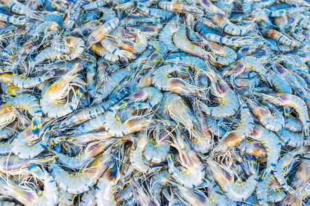 The heap of tiger shrimps at the stall of Galle fish market, Sri Lanka.の写真素材