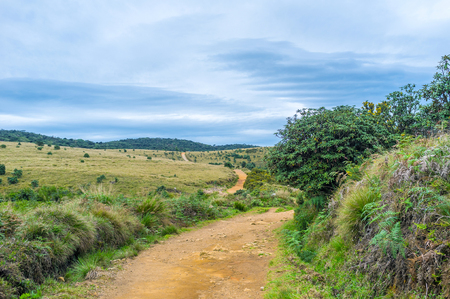 The footpath in the Horton Plains runs through the hills and forests, Sri Lankaの写真素材