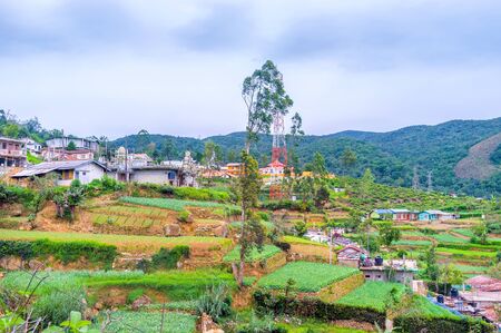 The bright green crops on terraced kitchen gardens at Hakgala village, Sri Lanka.の写真素材