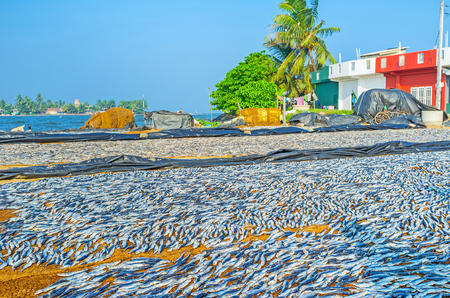 The traditional method of drying anchovies is used by fishermen of Negombo, Sri Lanka.の写真素材