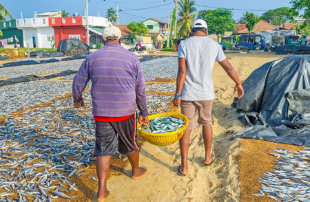 The fishermen carry the basket with fish to spread it out for sun drying at the beach of Negombo lagoon, Sri Lanka.のeditorial素材