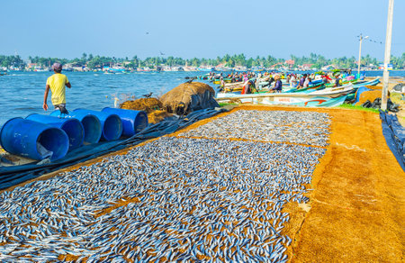 NEGOMBO, SRI LANKA - NOVEMBER 25, 2016: The anchovies dry in the sun with the numerous boats and working fishermen on the background, on November 25 in Negombo.のeditorial素材