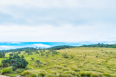 Almost third of territory of Horton Plains Park is grass covered with  rhododendron bushes, Sri Lankaの写真素材