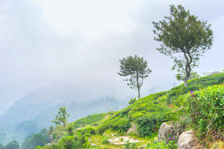 The emerald mountain slope covered with tea shrubs is surrounded with white fog, making it even more...