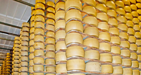 PARMA, ITALY - APRIL 24, 2012: The  maturation room of Caseificio la Traversetolese factory, here cheese wheels are aging, on April 24 in Parma.のeditorial素材