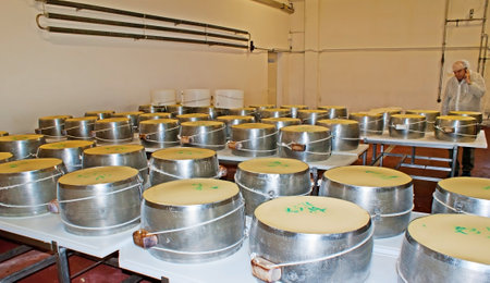 PARMA, ITALY - APRIL 24, 2012: The processing of parmesan - cheese in pressuring moulds in workshop...