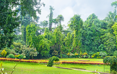 Royal Botanical Garden consists of beautiful colorful glades and impenetrable thickets of tropical plants, Kandy, Sri Lankaの写真素材