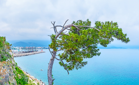 The old broken pine on the slope of the rocky hill of Yoruk park with the foggy seascape on background, Kemer, Turkey.の写真素材