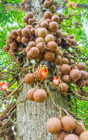 The  spherical fruits of cannon ball tree with a woody shell make it one of the most interesting plants in Peradeniya botanical garden, Kandy, Sri Lanka.のeditorial素材