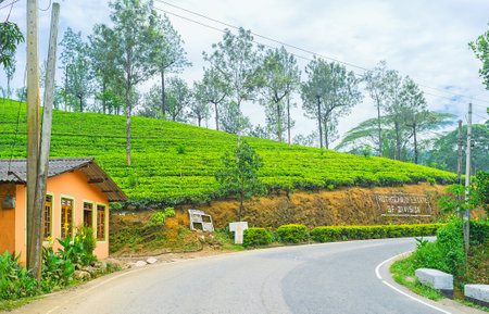 PUSSELAWA, SRI LANKA - NOVEMBER 29, 2016: The slopes of Rothschild Tea Estate, one of the best agricultural complexes in country, on November 29 in Pusselawa.のeditorial素材