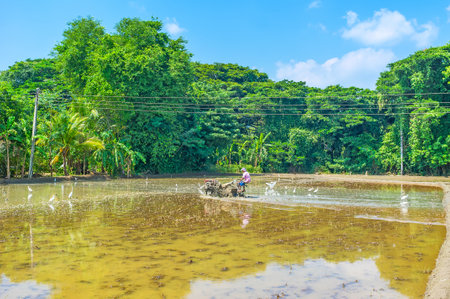 OKKAMPITIYA, SRI LANKA - DECEMBER 3, 2016: The farmer puddles his rice field, using two-wheel tractor with cultivator, the white herons follow him in search of food, on December 3 in Okkampitiya.のeditorial素材