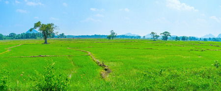 Green irrigated rise fields make amazing view of Sri Lankan landscapeの写真素材