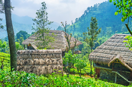 The straw roofs of eco tourist estate in Ella mountains, the cottages located on the tea plantation, Sri Lanka.のeditorial素材