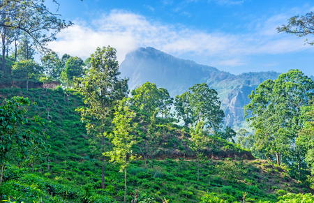 The road to the Little Adam's Peak, one of the most popular landmarks of Ella, lies along the scenic tea plantation, located on the slope, Sri Lanka.の写真素材