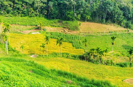 Sri Lankan farmers use the steep mountain slopes for agricultural needs, creating terraced fields, Ketawala, Sri Lanka.の写真素材