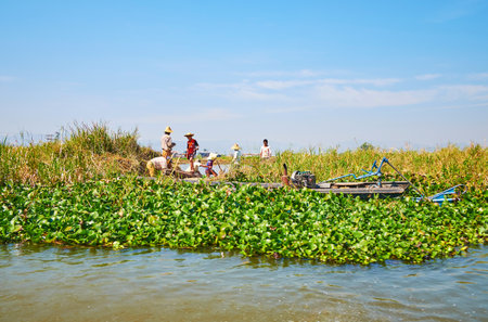 INPAWKHON, MYANMAR - FEBRUARY 18, 2018: The villagers on boat works on lotus floating farm, on February 18 in Inpawkhon.のeditorial素材